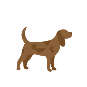 medium dog