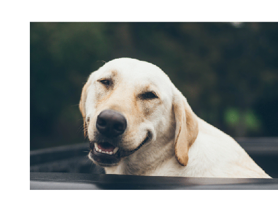 A smiling dog